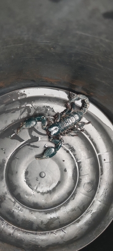 Laotian Giant Scorpion