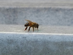 Apis mellifera