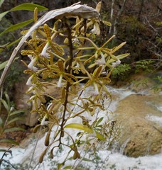 Epidendrum cristatum
