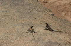 Agama kirkii
