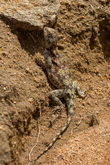 Agama kirkii