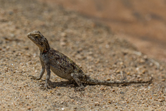 Agama kirkii