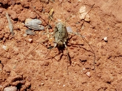 Protolophus
