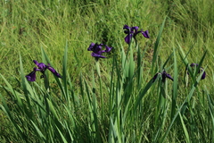 Iris laevigata