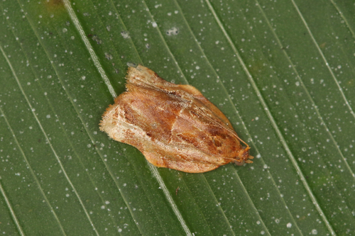 Argyrotaenia cupreographa image
