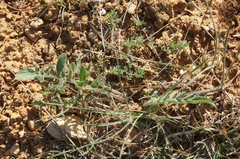 Centaurea salonitana