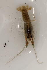 Cherax preissii