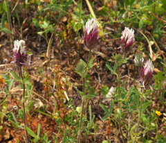 Trifolium dichroanthum