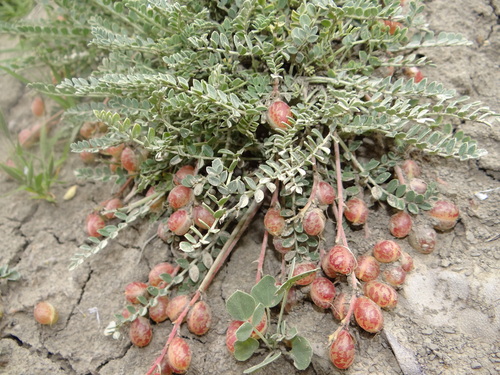 Astragalus incanus nummularioides