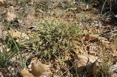 Genista albida