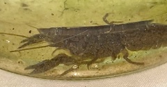 Cherax preissii
