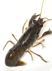 Cherax preissii