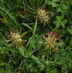 Trifolium spumosum