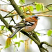Eurasian Chaffinch - Photo (c) reddad, some rights reserved (CC BY-NC), uploaded by reddad