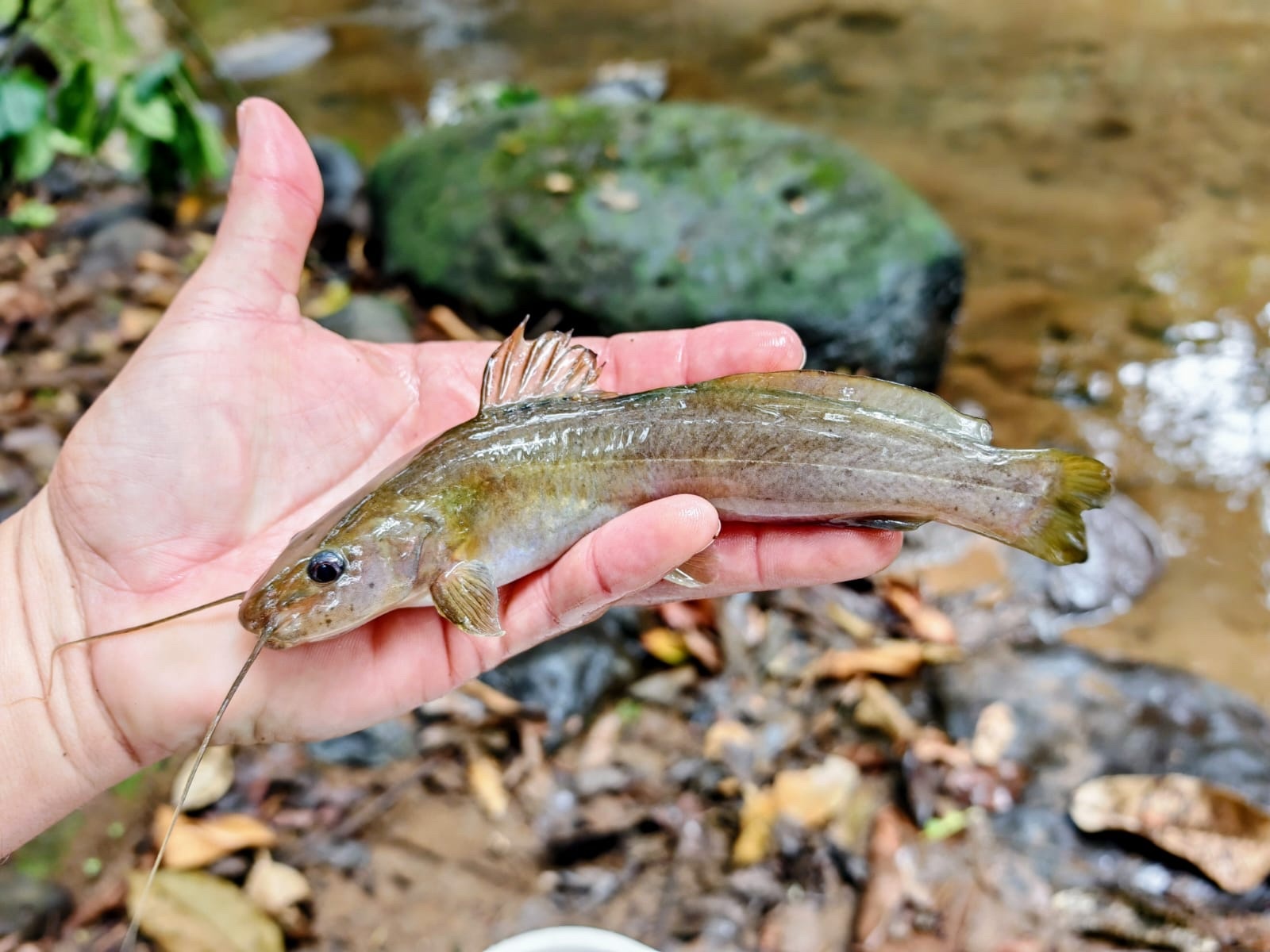 Dusky Three-Bearded Catfish photo 5