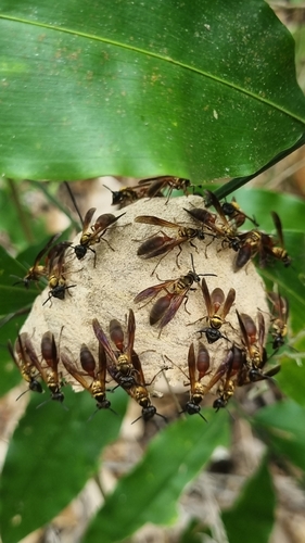 Polybia chrysothorax