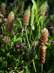 Trifolium billardierei