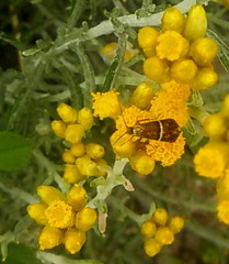 Adela paludicolella