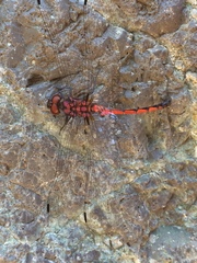 Trithemis lilacina