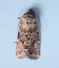 Proteuxoa florescens
