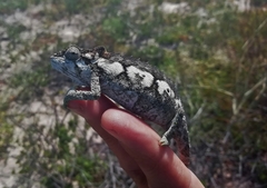 Bradypodion ventrale