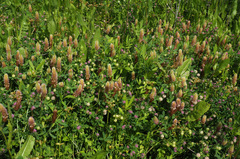 Trifolium billardierei