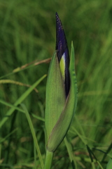 Iris laevigata
