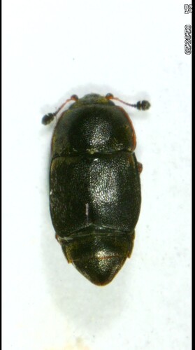 Urophorus humeralis, 2026-05-09