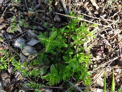 Moehringia trinervia