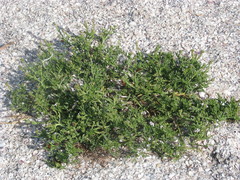 Cakile maritima euxina