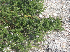 Cakile maritima euxina