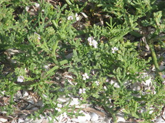 Cakile maritima euxina