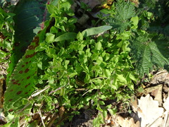 Moehringia trinervia