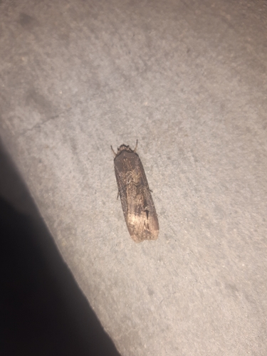 Ipsilon Dart Moth