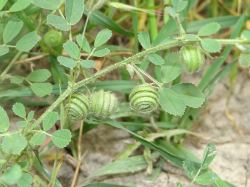 snail medick