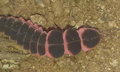 Microphotus angustus