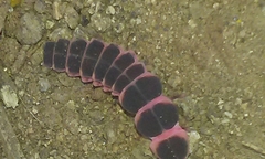 Microphotus angustus