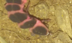 Microphotus angustus