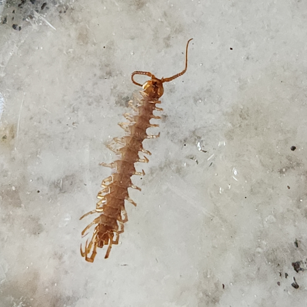 Lithobiidae in May 2026 by Kenneth · iNaturalist