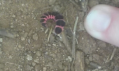 Microphotus angustus