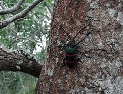 Ceroplesis orientalis