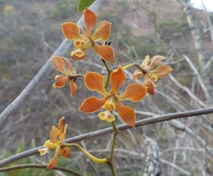 Encyclia diota