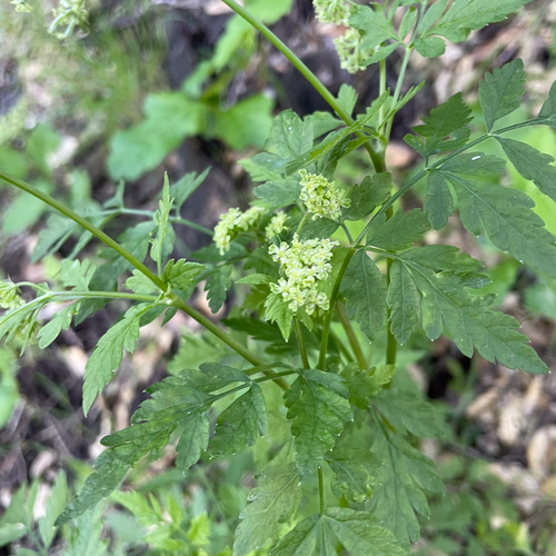 Osmorhiza brachypoda, 2026-03-05