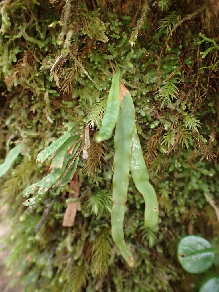 Parrisia