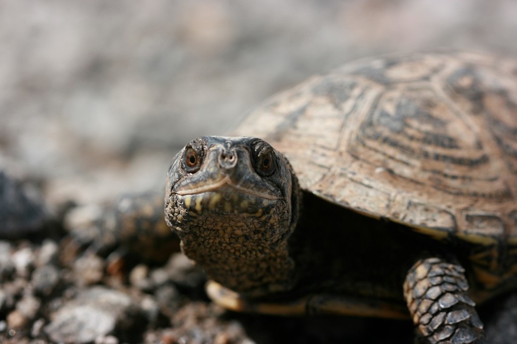 European Pond Turtle In April 2012 By Admss · Inaturalist