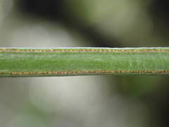 Vittaria isoetifolia