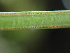 Vittaria isoetifolia