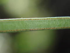 Vittaria isoetifolia