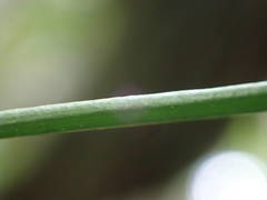 Vittaria isoetifolia