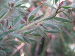 Pultenaea involucrata